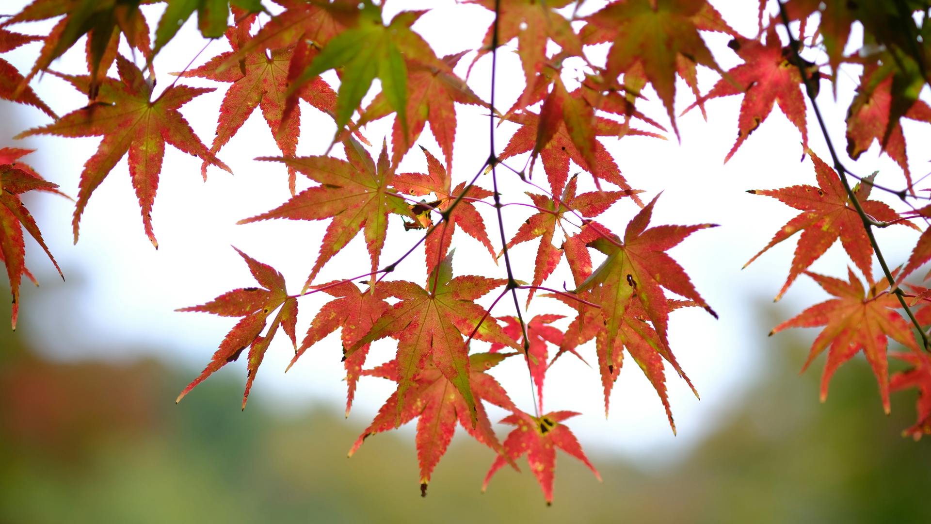 foglie autunnali e cambio di stagione consigli pratici